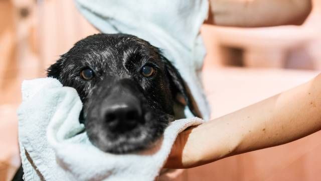 perros pelo negro cuidados especificos