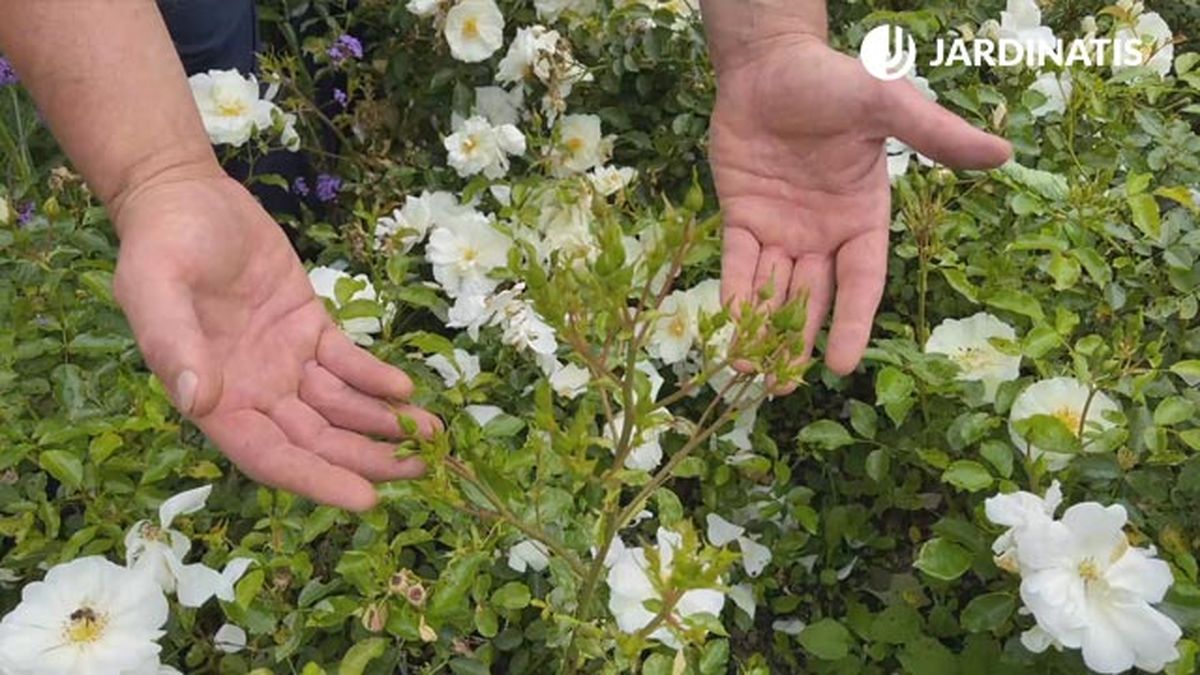 flores blancas y lilas para el jardin capullos de rosa opalia
