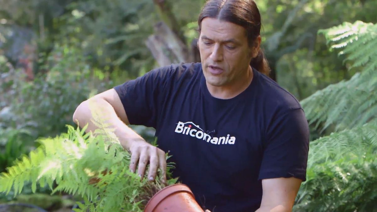 brico 926 3 reproduccion helecho arboreo dicksonia antartica agrupadas