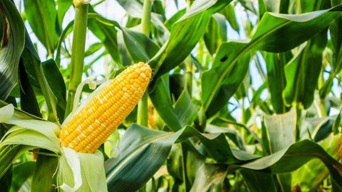 cultivo del maiz en la rotacion de cultivos