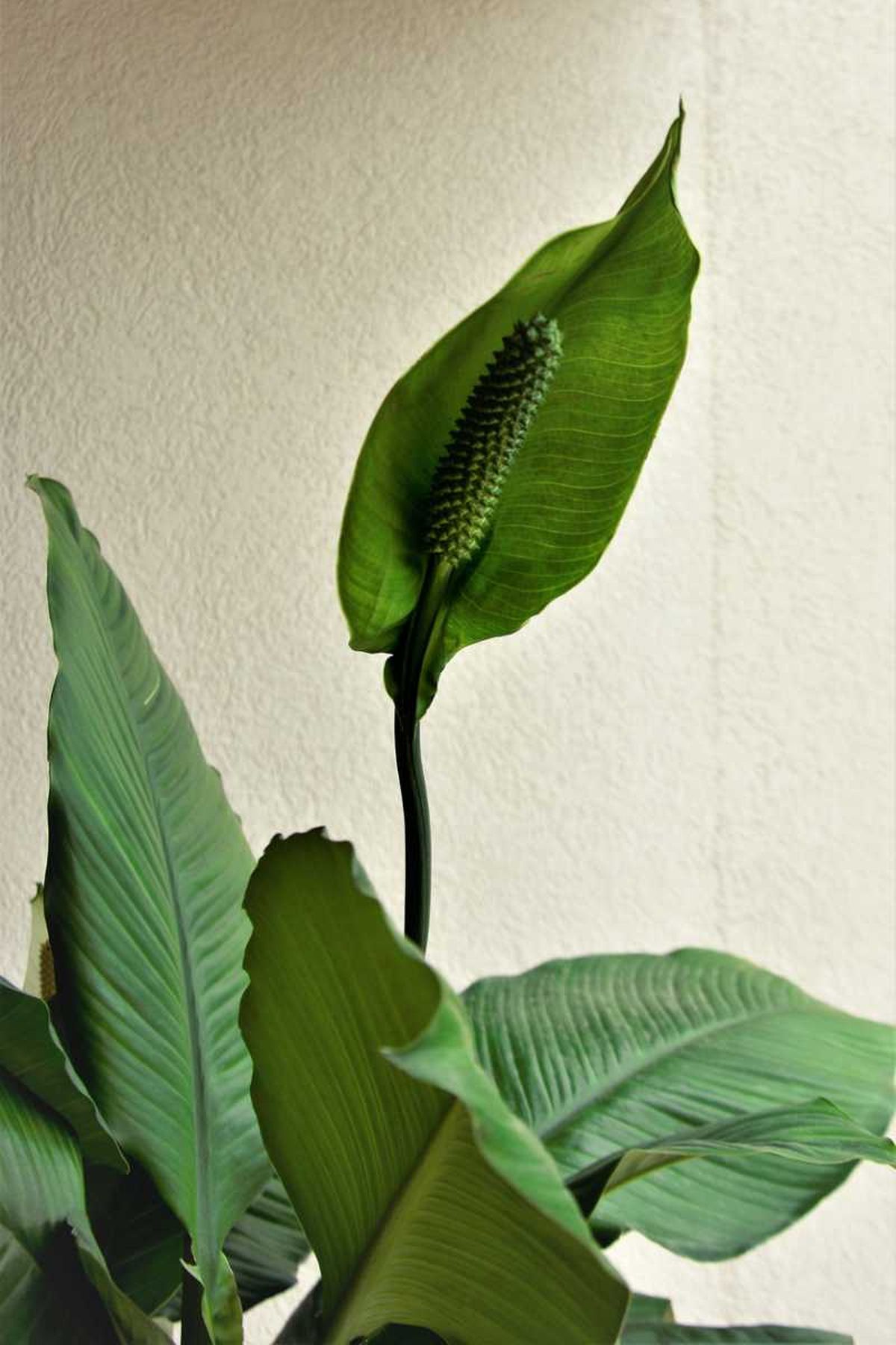 Algunas personas suelen confundir la espata con la flor
