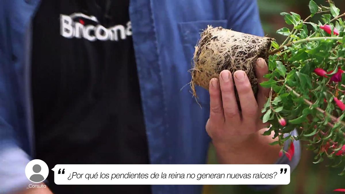 brico 958 por que pendientes de la reina no genera nuevas raices xl