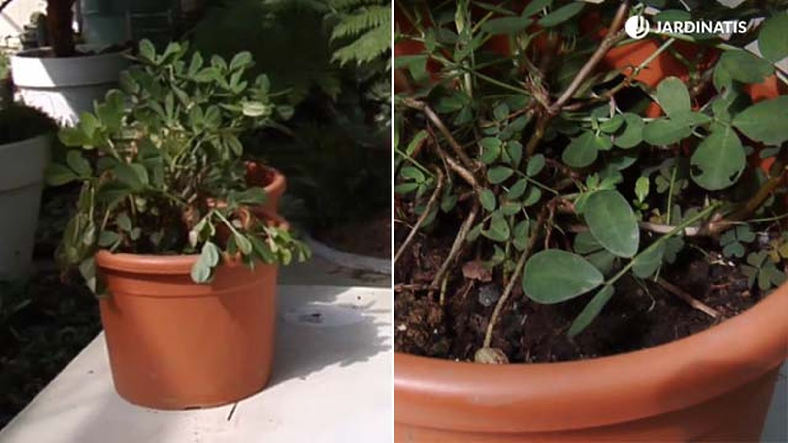 caracteristicas la planta del cacahuete brico 845 jardinatis