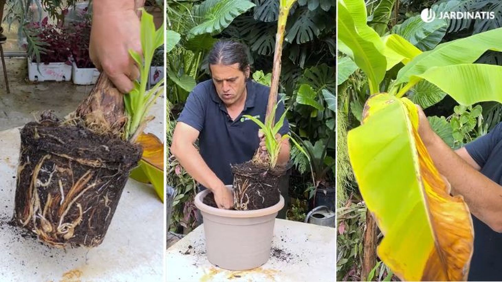 trasplante de platanera jardinatis 23 45