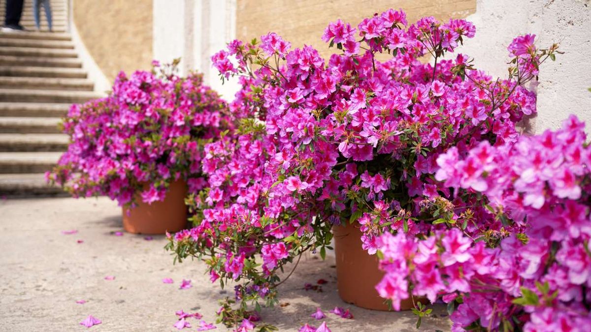 claves del cuidados de las azaleas xl