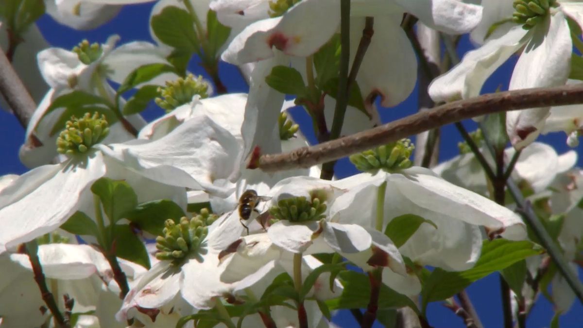 deco 694 cornejo florido insectos polinizadores