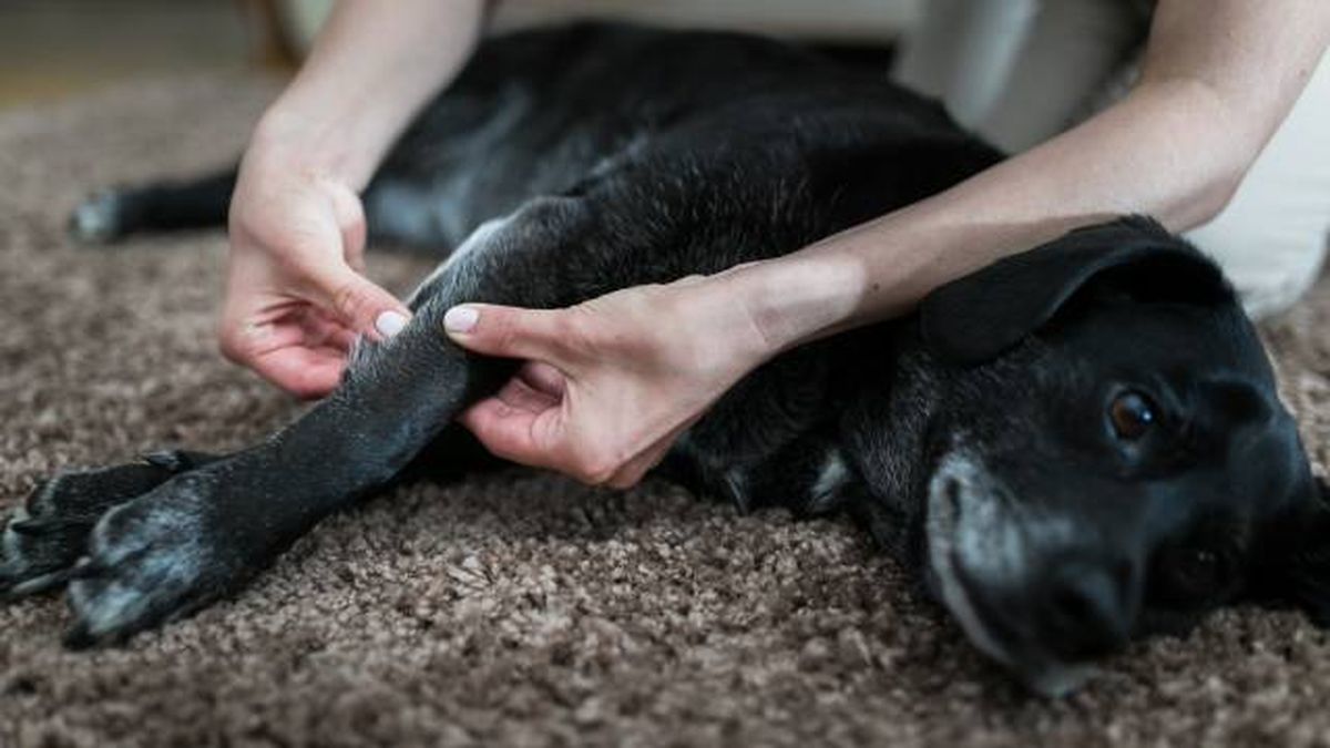 fisioterapia perros masajes rehabilitacion