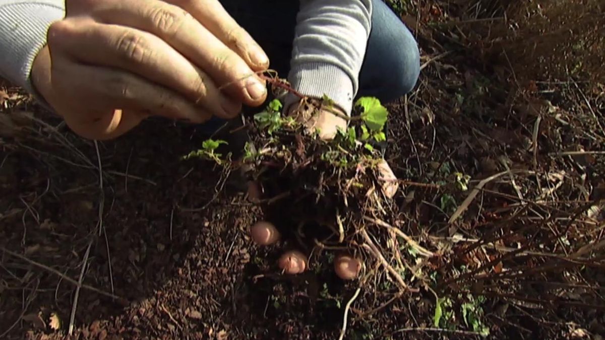 brico 631 jardin reproducir bergamota brotes
