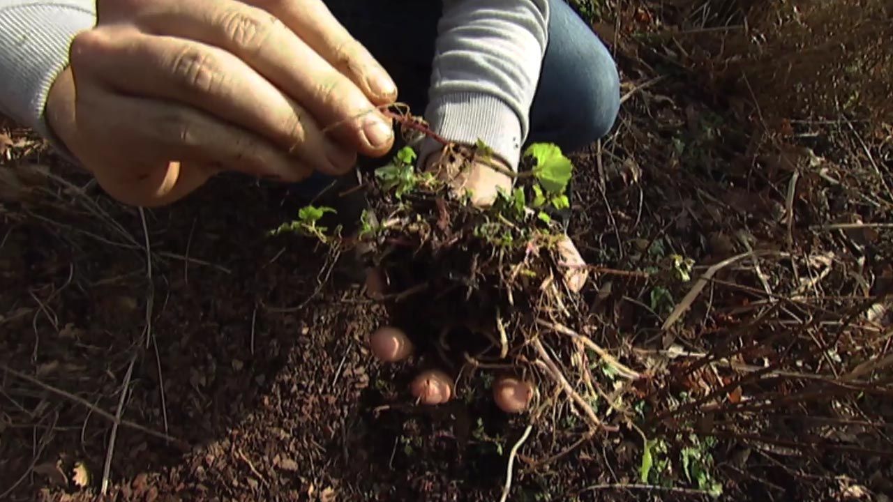 brico 631 jardin reproducir bergamota brotes
