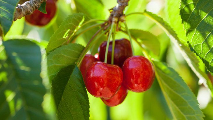 cereza jerte