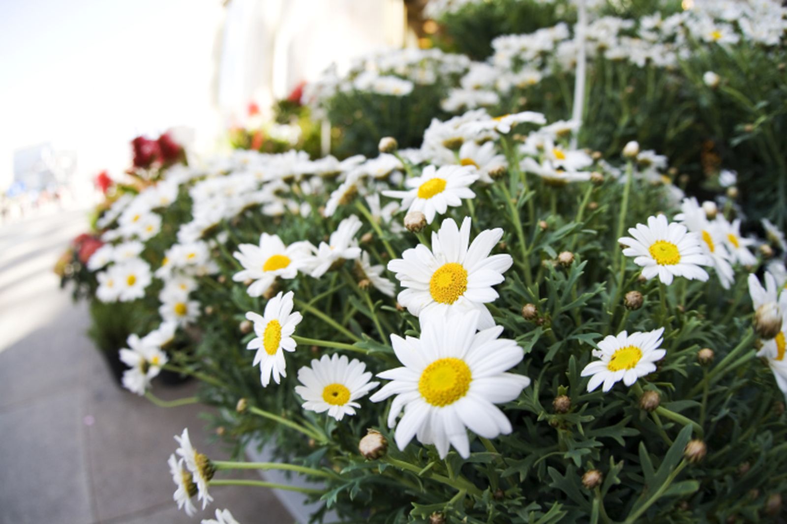 Margaritas y cipreses para la ventana