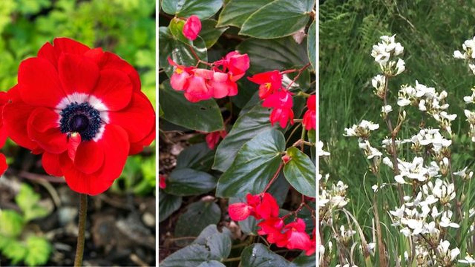 Anemone coronaria begonia dragon wing libertia flores de primavera