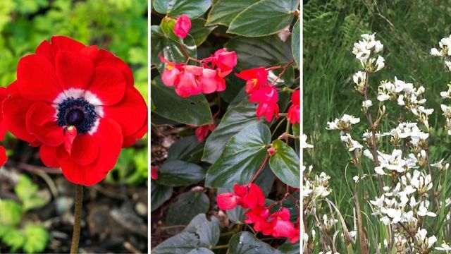 Anemone coronaria begonia dragon wing libertia flores de primavera