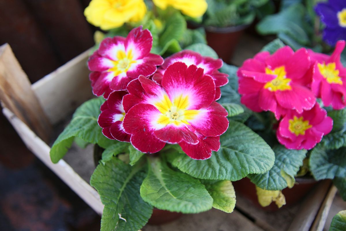 primulas balcon otono