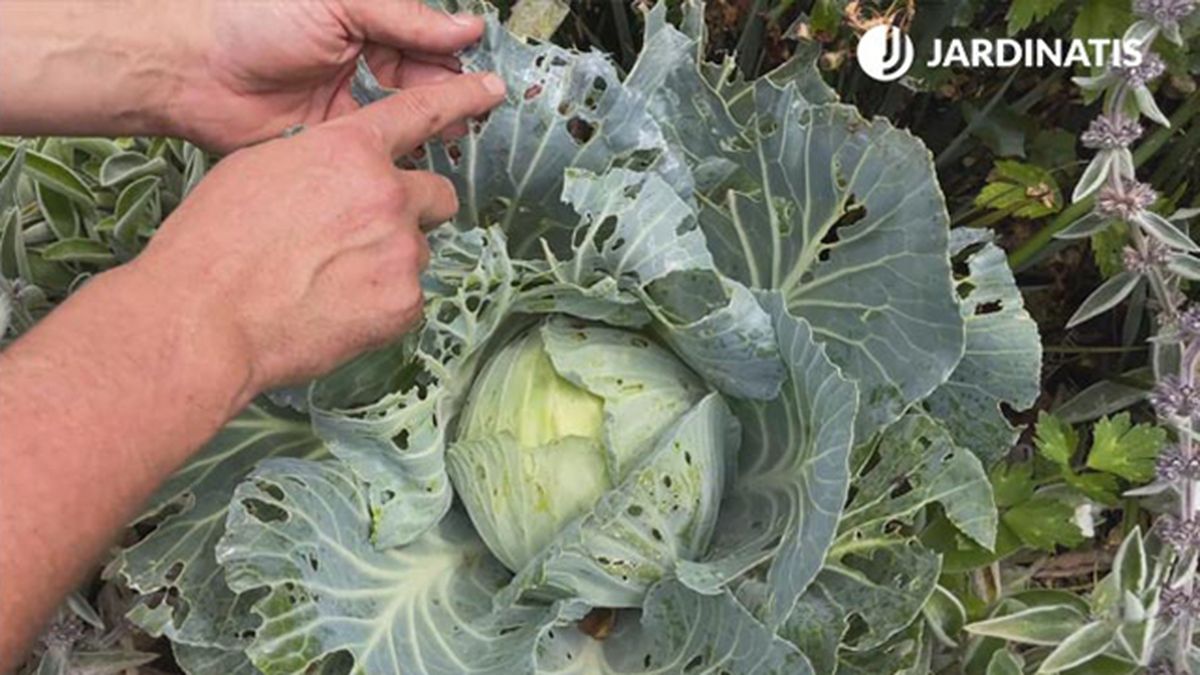 col para decorar jardin en gris blanco xl