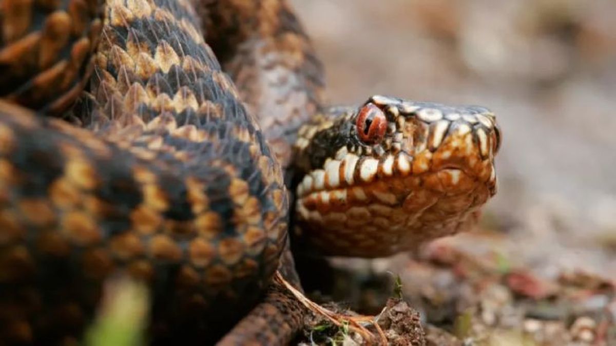 animales que empiezan por v vibora