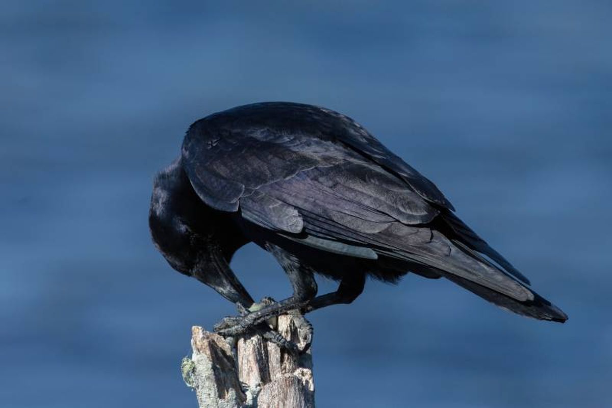 Destacan por su capacidad para fabricar herramientas avanzadas.