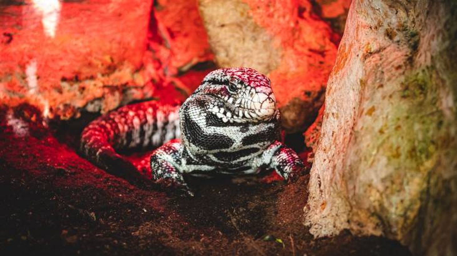 tegu rojo habitat