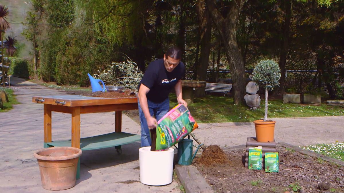 brico 0910 3 sanear olivo paso 4