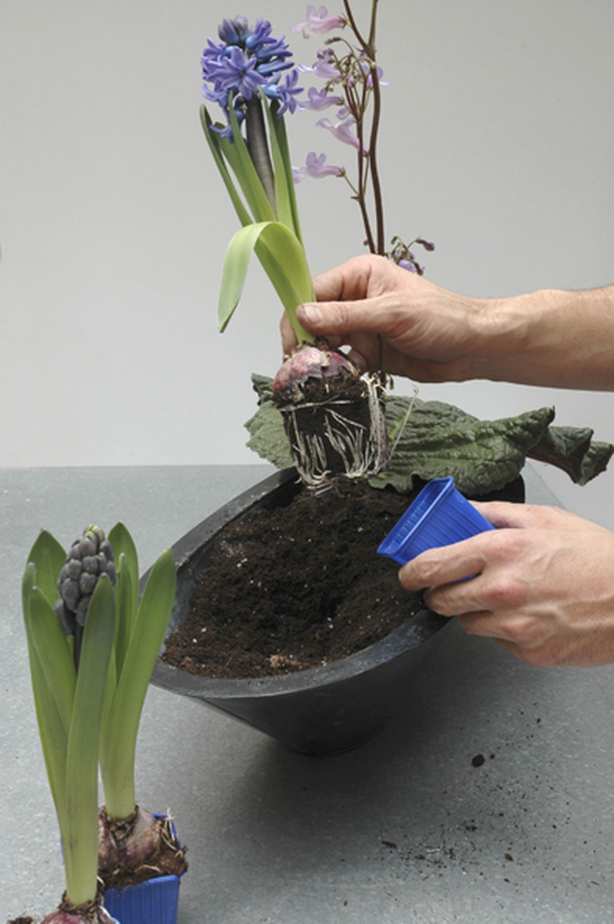 STREPTOCARPUS WENDLANDII Paso 2