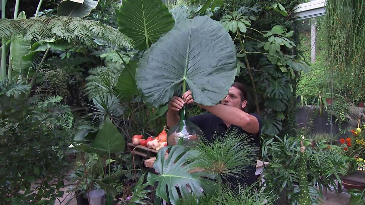 deco 750 jardin arreglos florales plantas hojas grandes