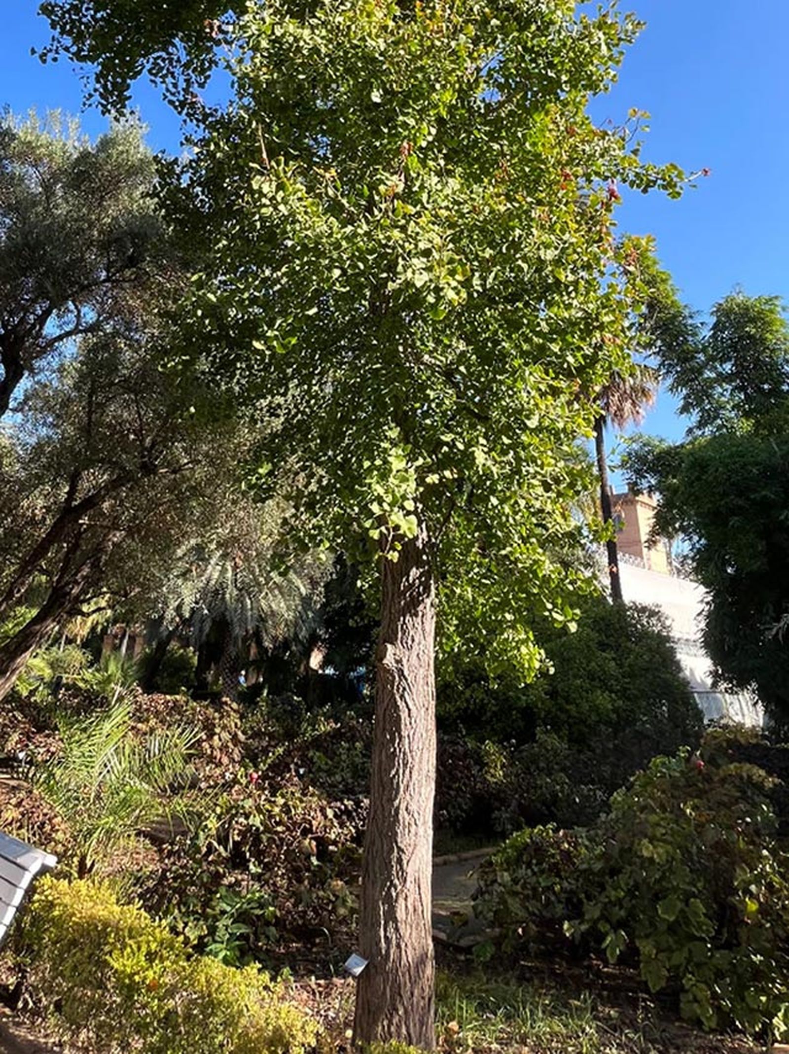 arbol gingko cultivo