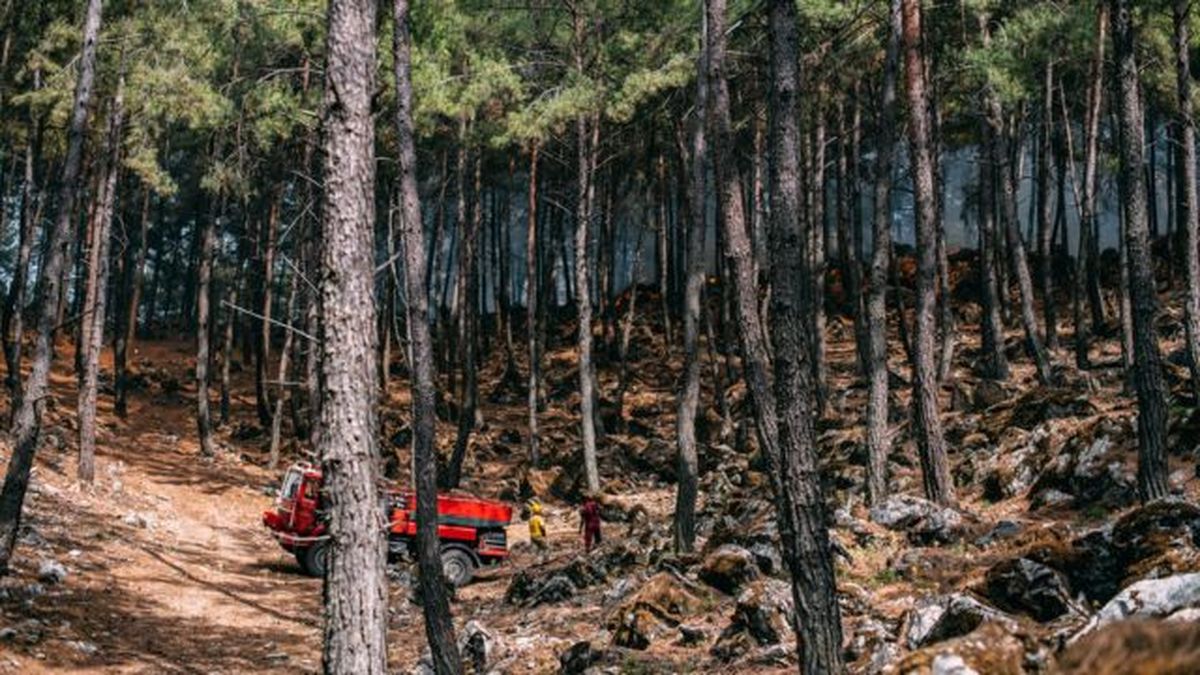 bomberos apagando fuego del bosque