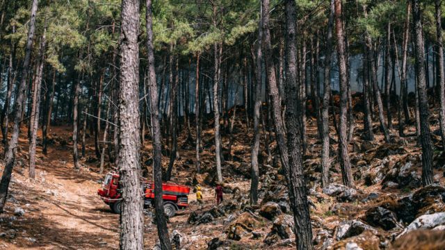 bomberos apagando fuego del bosque
