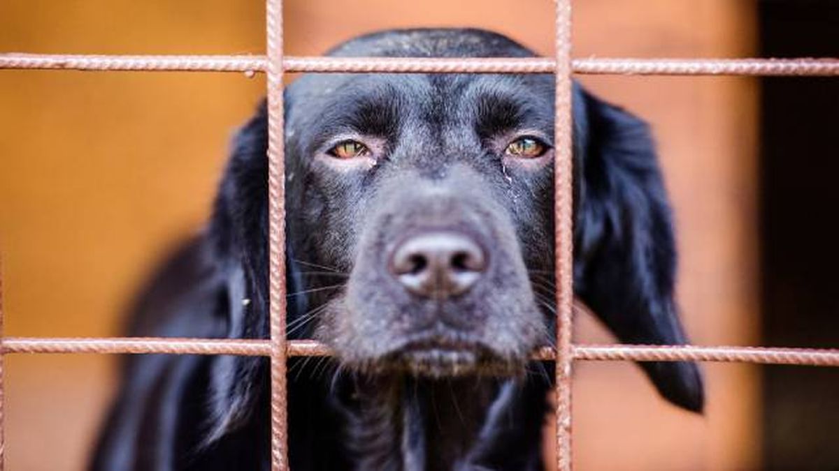 sindrome perro negro menos adoptados refugios animales