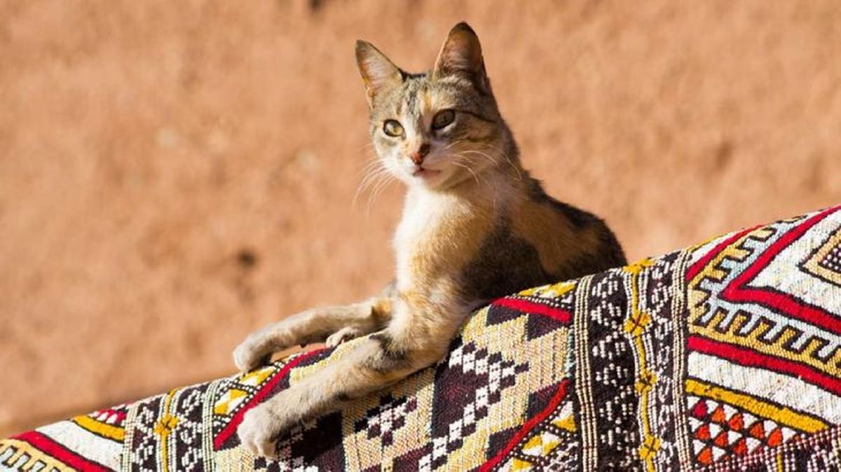 nombres egipcios para gatos 1