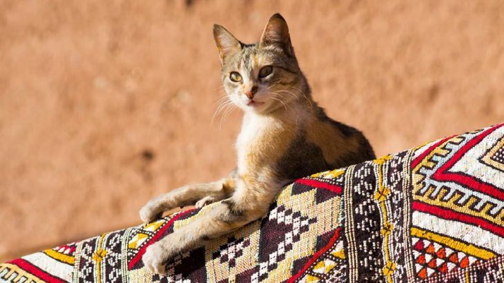 nombres egipcios para gatos 1