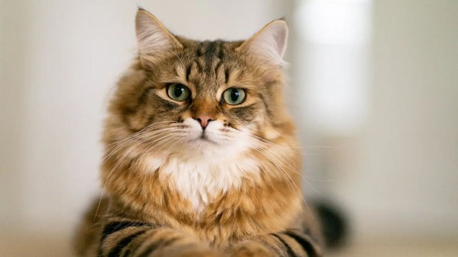 gatos hipoalergenicos siberiano