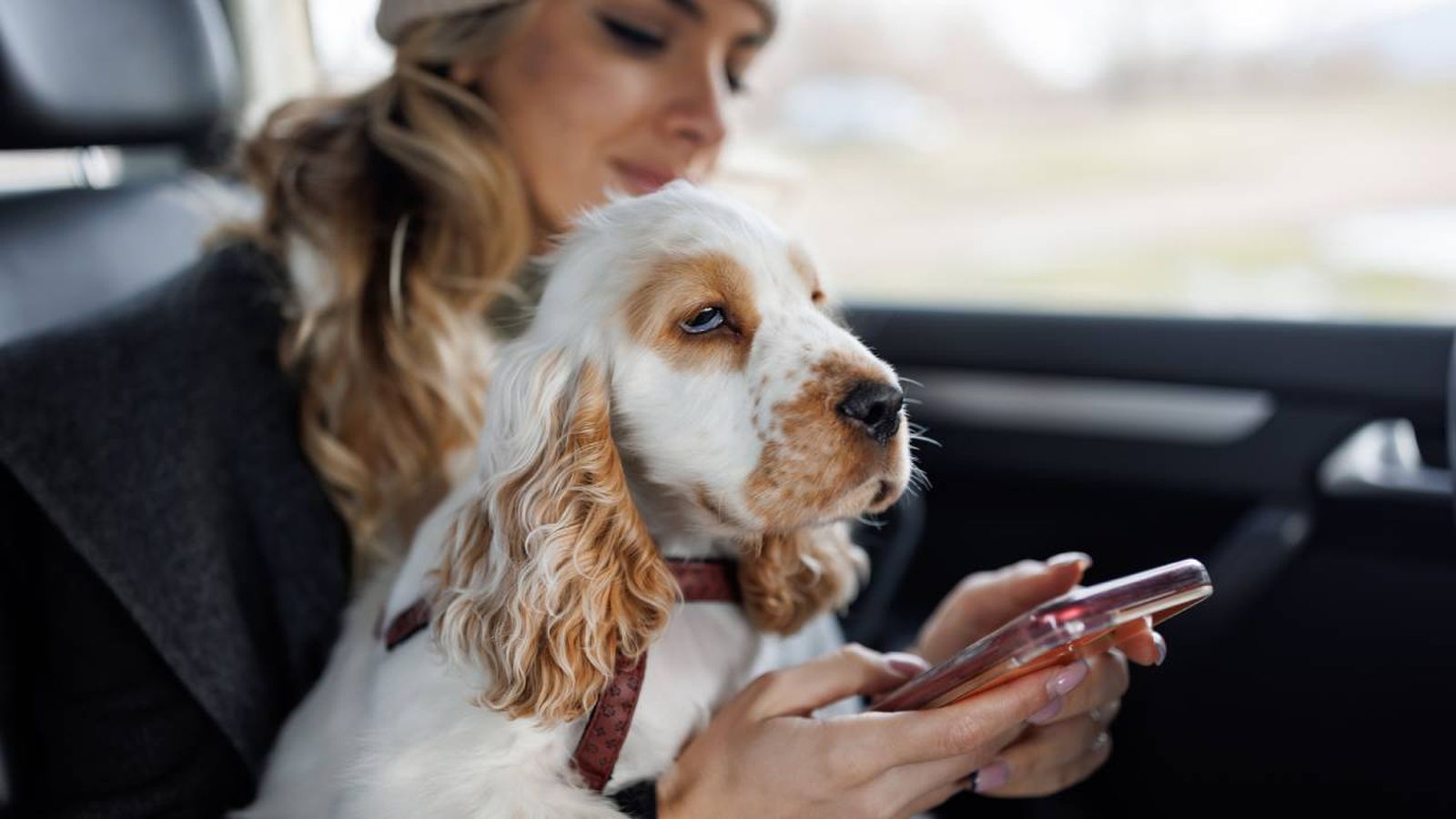 aplicaciones de servicios vehiculos de transporte con conductor VTC admiten mascotas