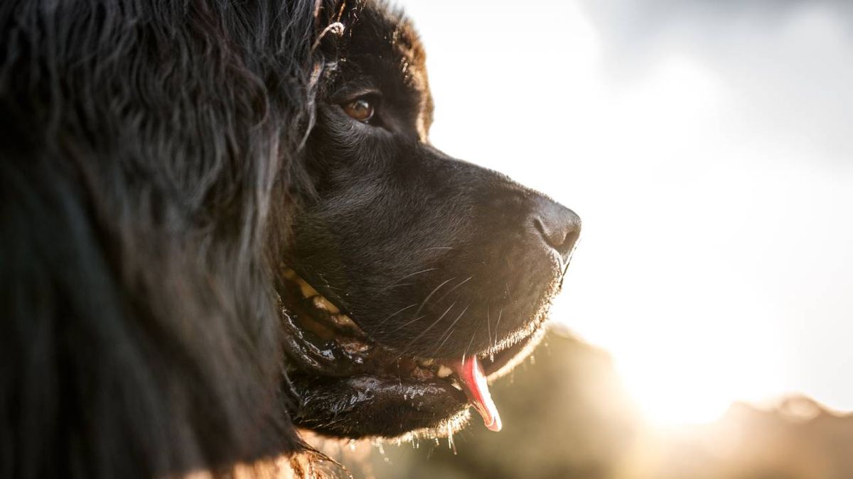 raza perro grande terranova