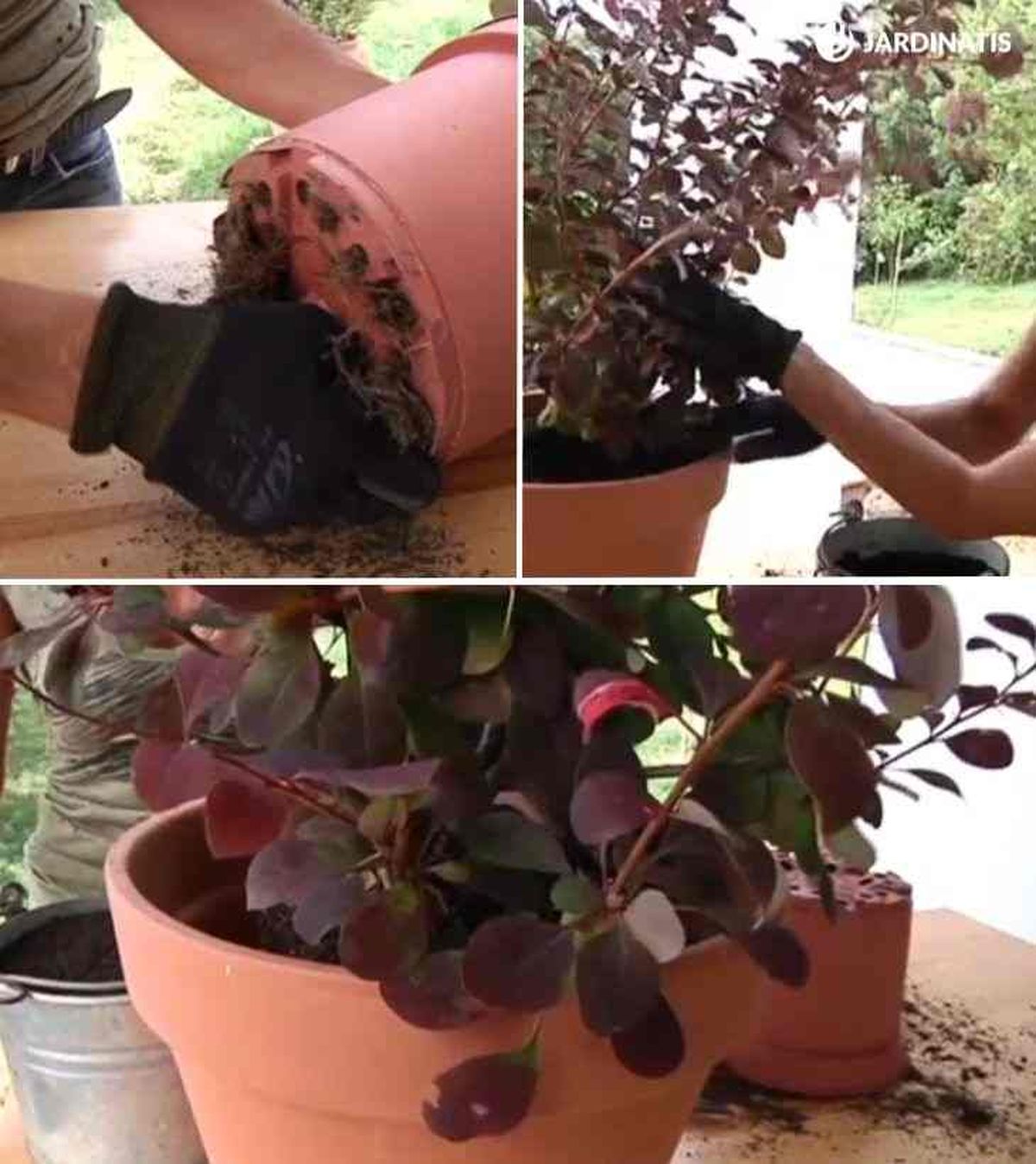 plantacion de berberis agracejo rojo ROJA0025