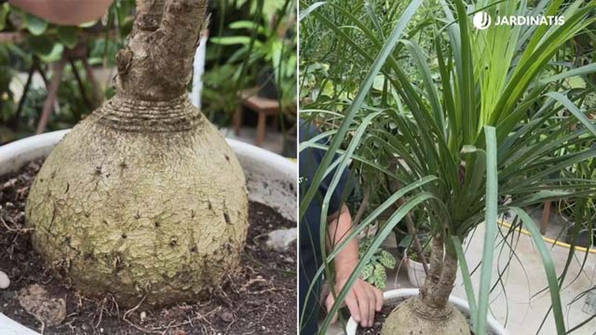 tallo engrosado hojas de la nolina jardinatis 19