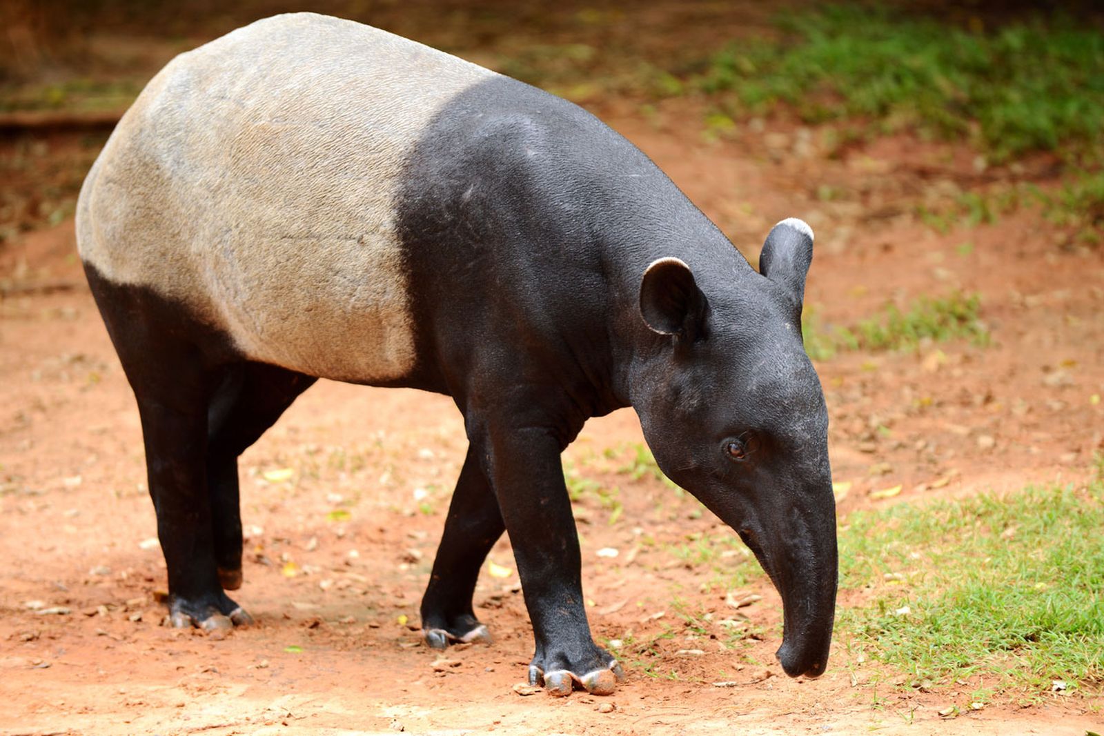 tapir malayo