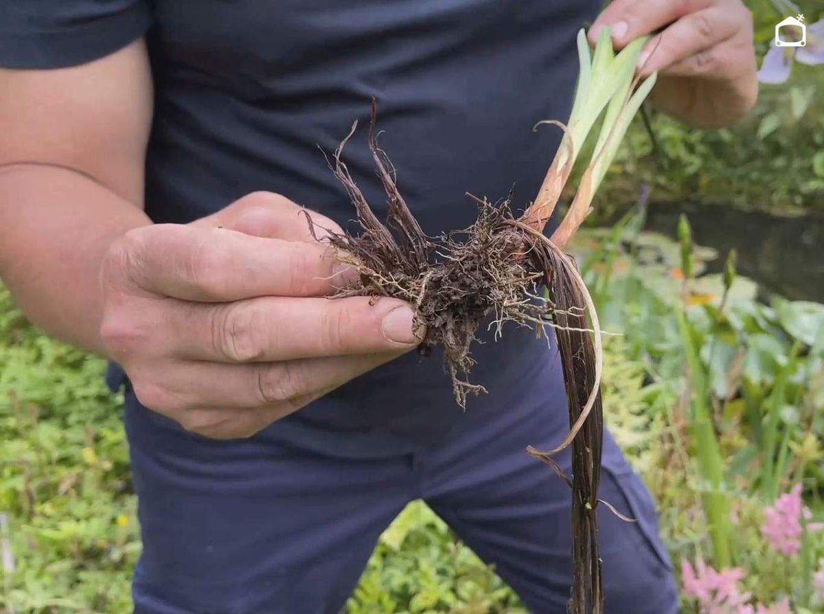 Raíces de un lirio japonés.