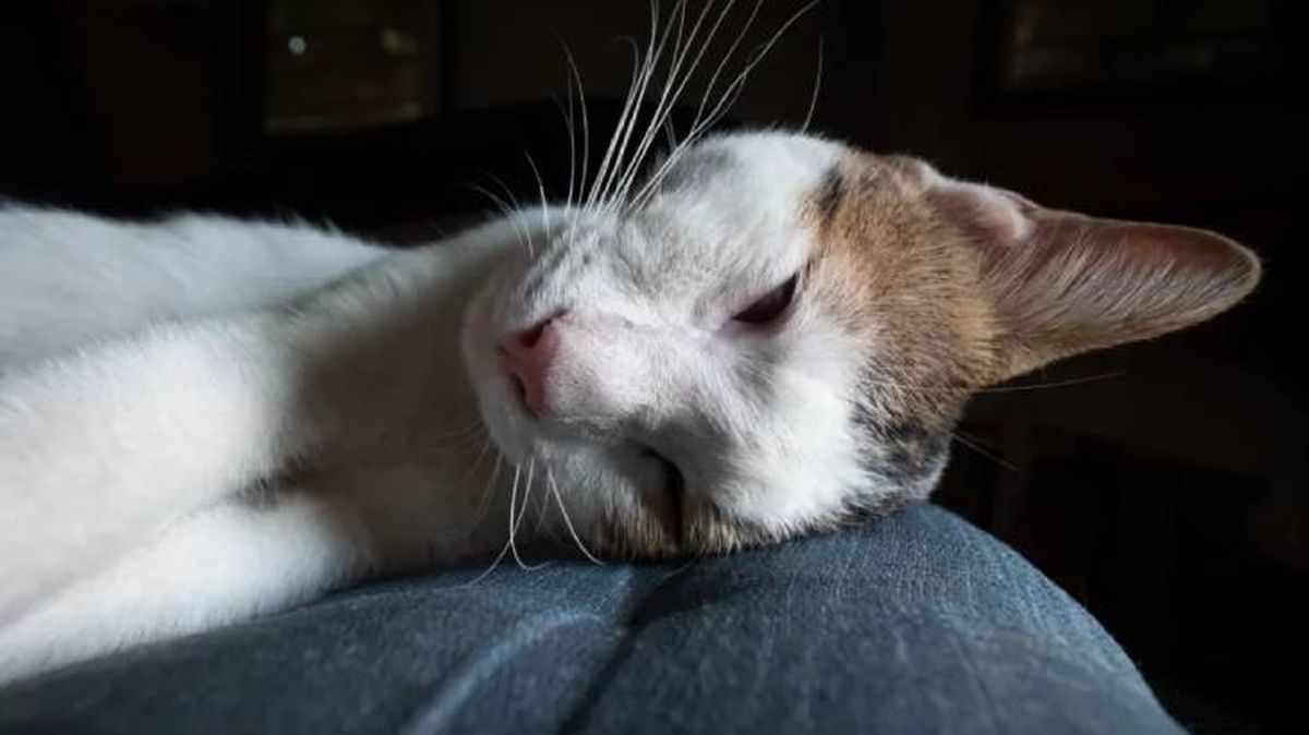 los gatos se despiden antes de morir 9 (1)