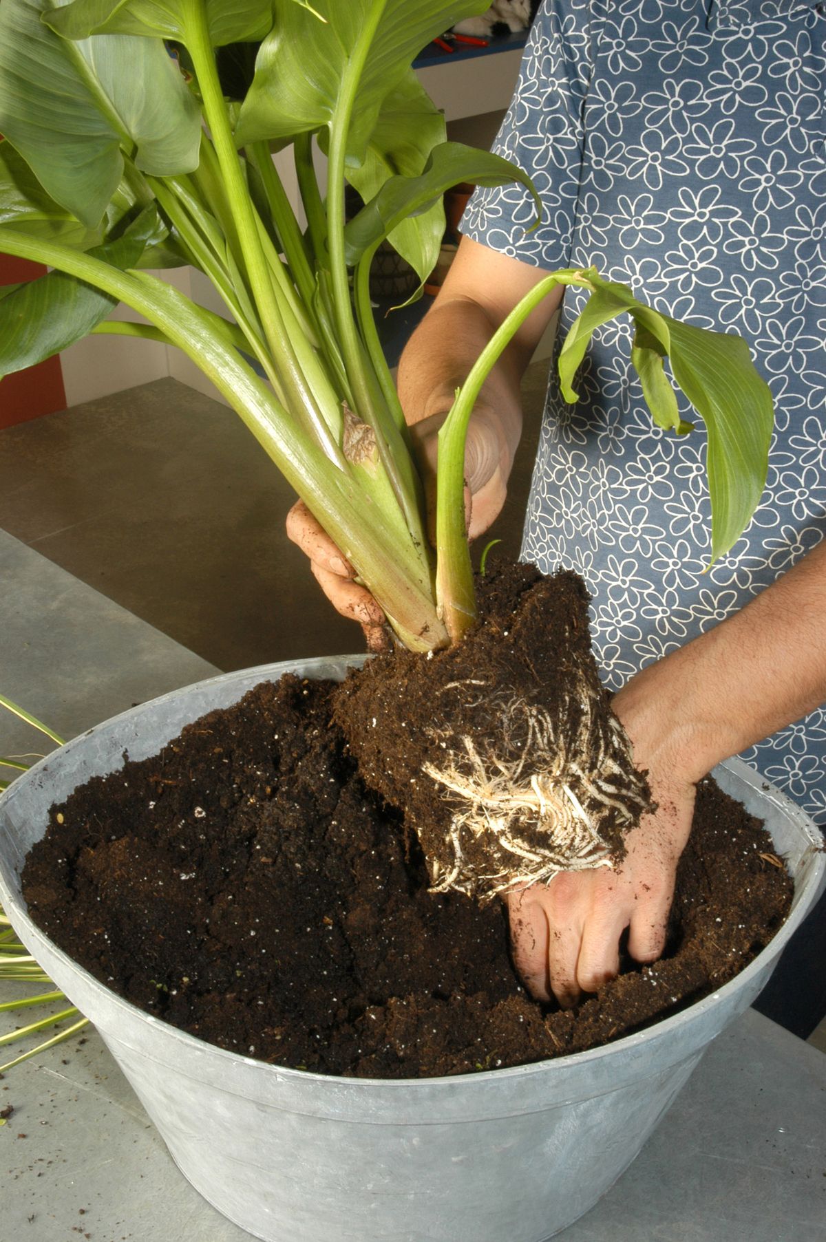 Composiciones con calas o Lirios de Agua p1