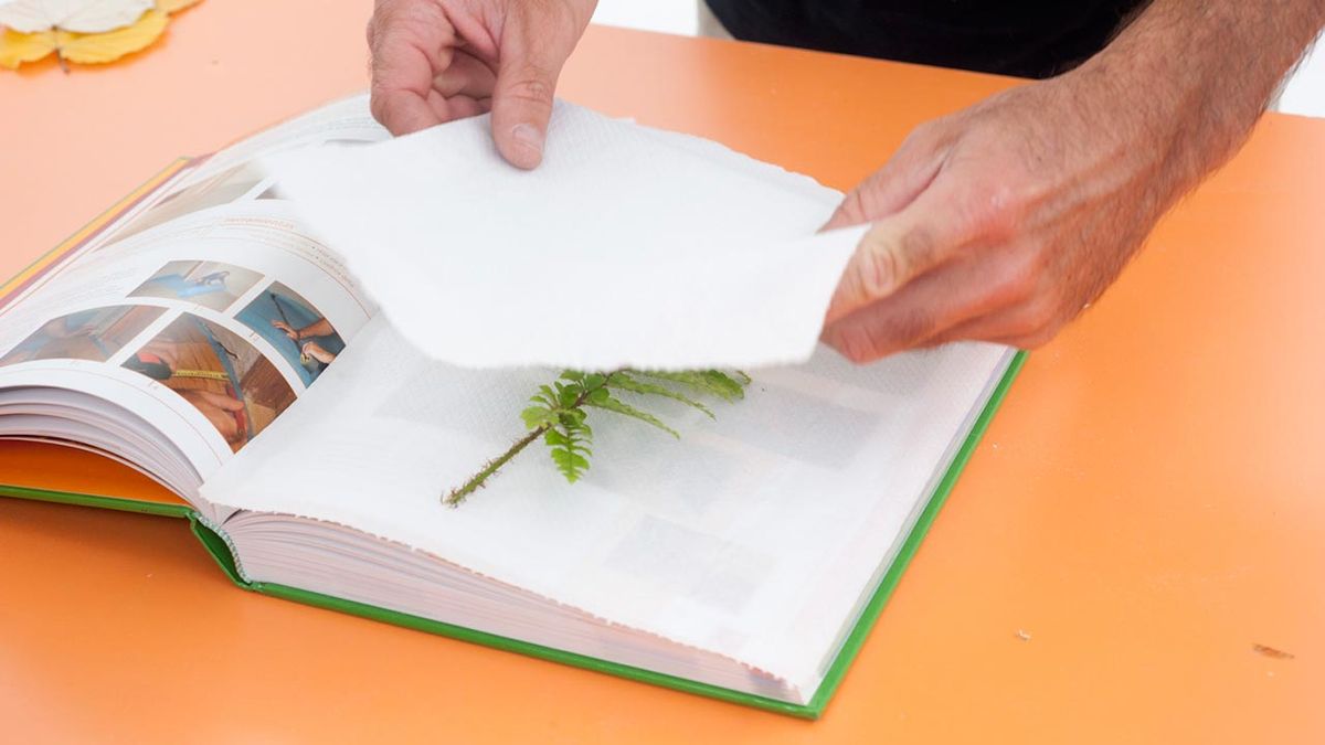 Bricomania Prensa para hojas secas p1