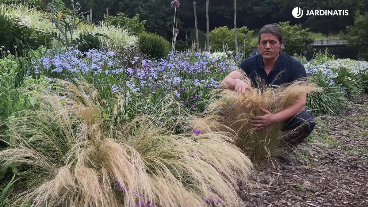 cuidados stipa tenuissima como se poda jardinatis