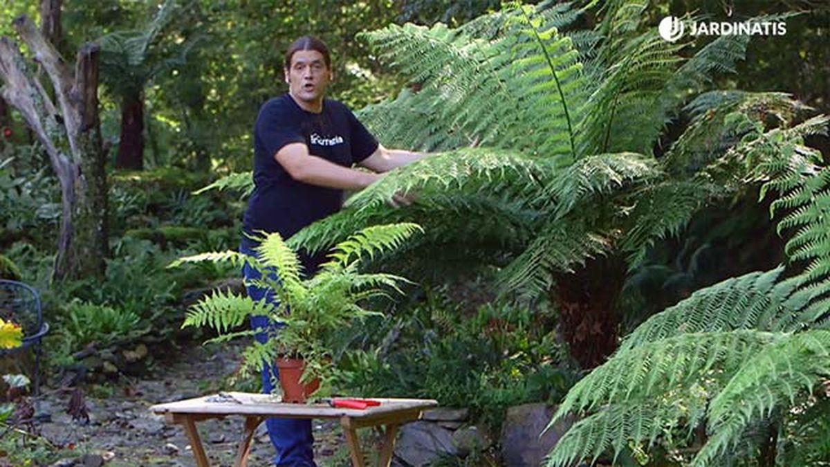 Helecho arbóreo dicksonia antártica