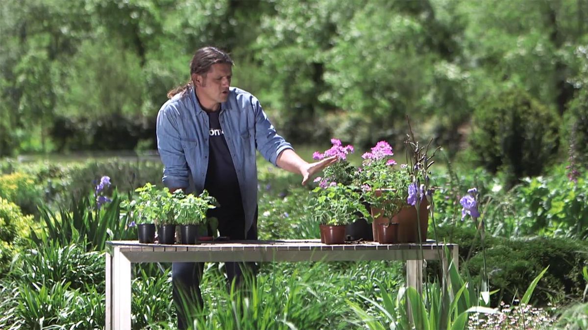 brico 998 jardineria geranio olor albahaca repelentes mosquitos xl