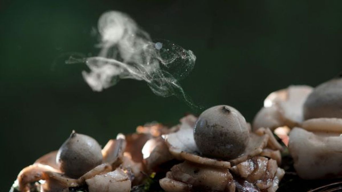 hongo puffball liberando polvo de esporas