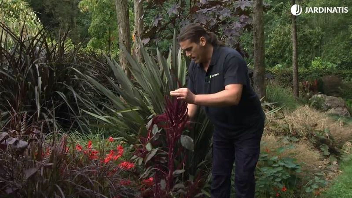 Amaranto de estructura erguida con unas esferas aterciopeladas