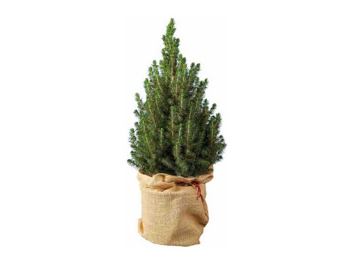 Mini árbol de Navidad natural.