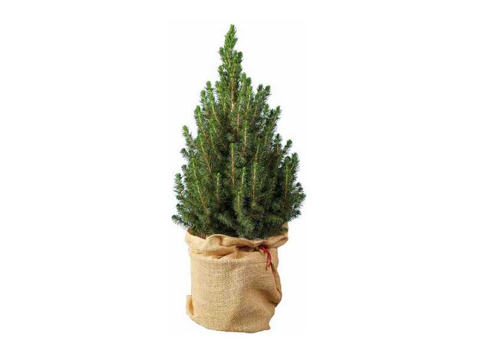 Mini árbol de Navidad natural.