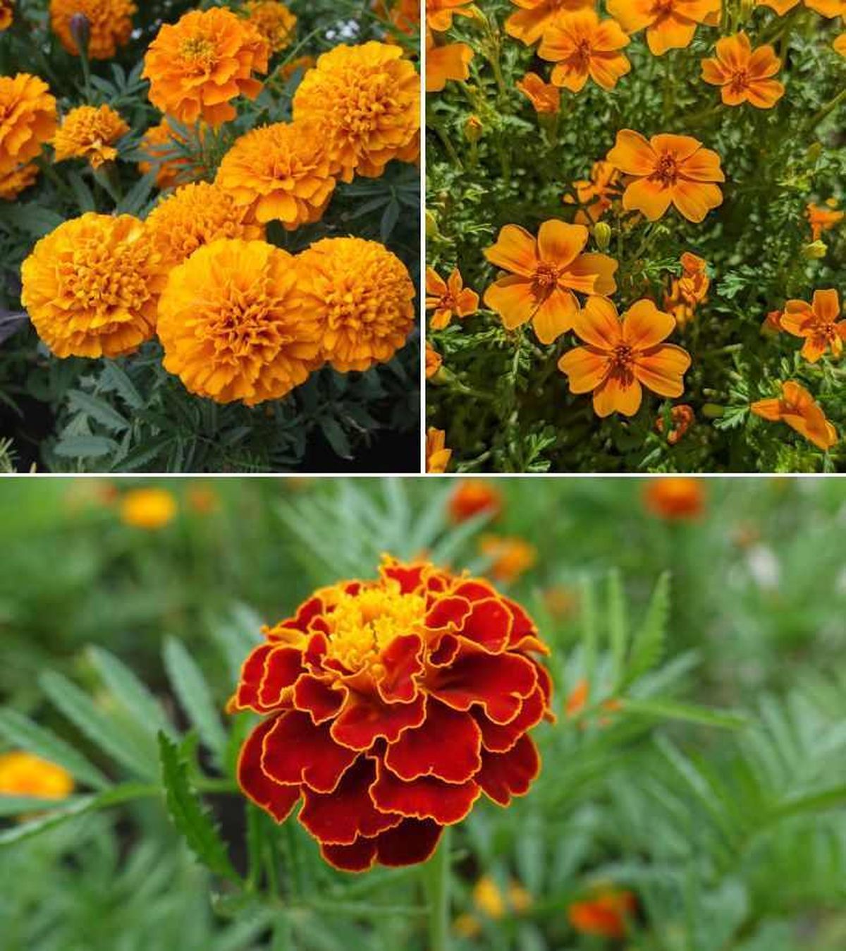 De izq. drcha.: Tagete erecta, Tagete tenuifolia y Tagete patula