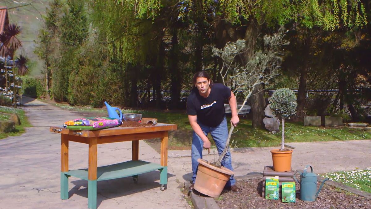 brico 0910 3 sanear olivo paso 1